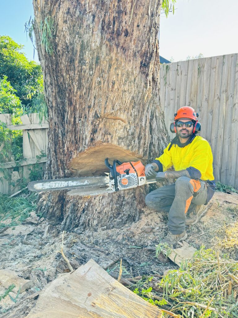Tree Services in Melbourne - Banyan Tree Removal