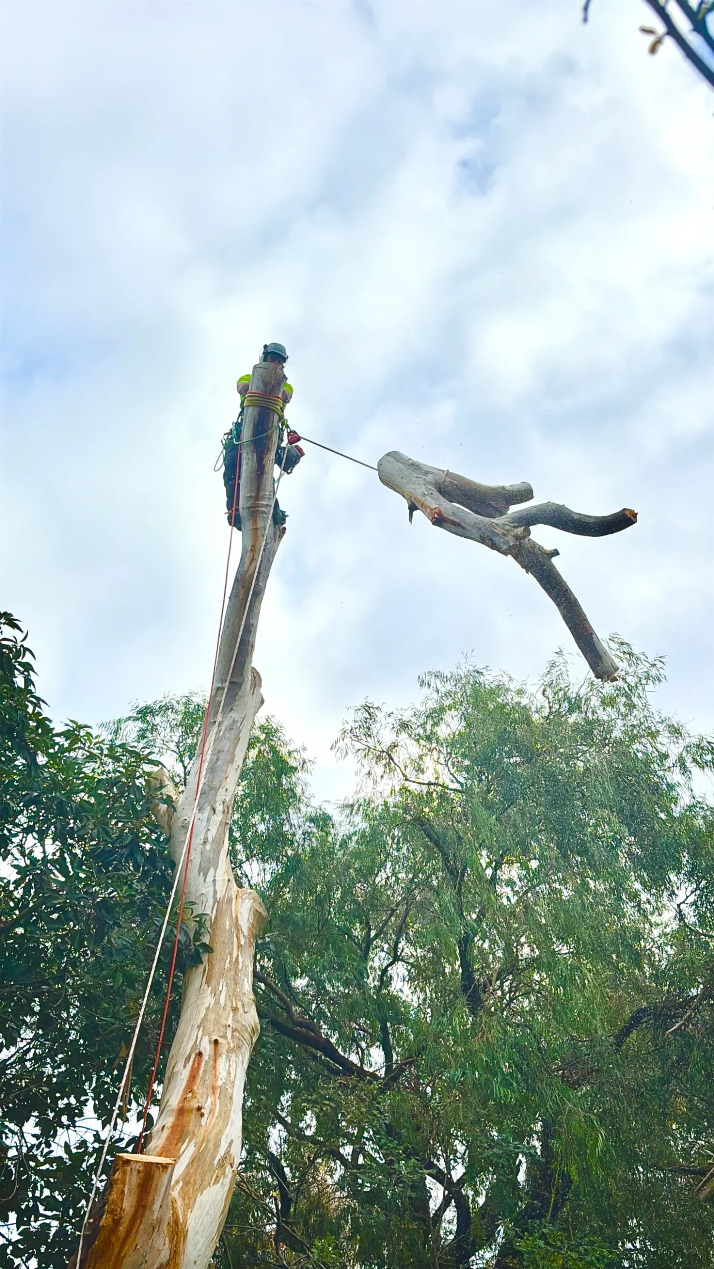Do You Need a Permit to Remove a Tree in Melbourne? | Council Rules ...