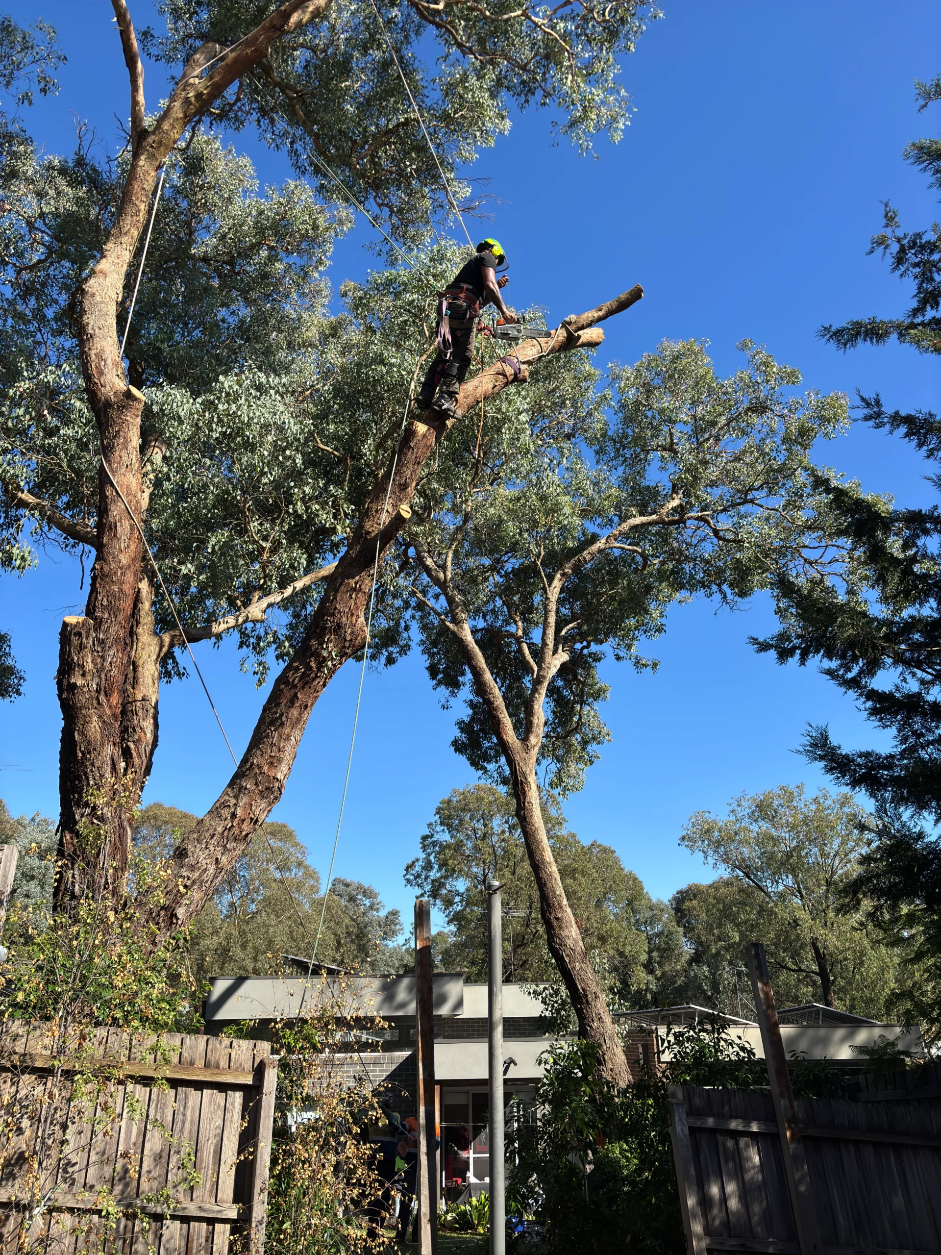 Tree Lopping Service in Cheltenham, Victoria