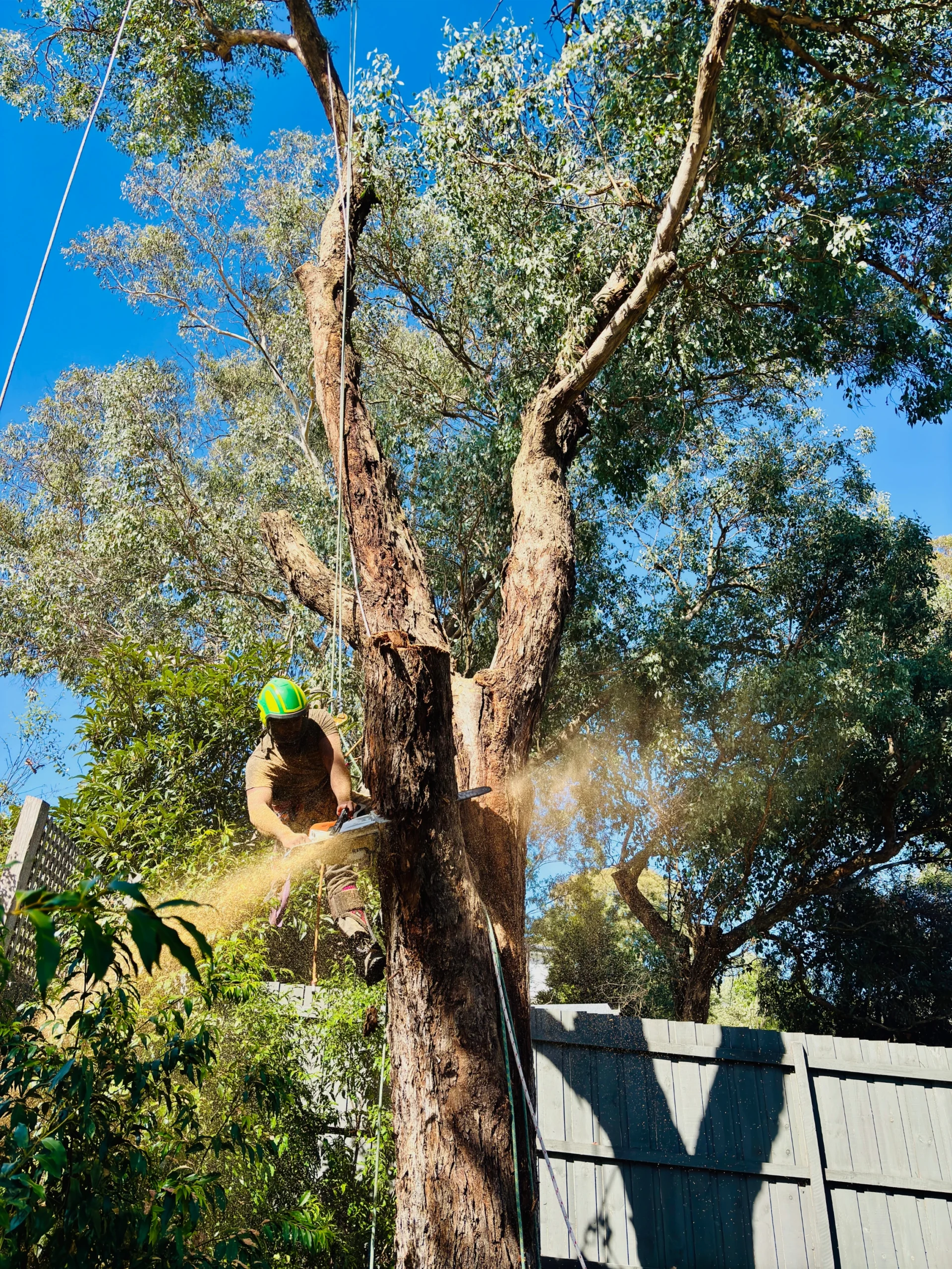 tree lopping services in Brighton