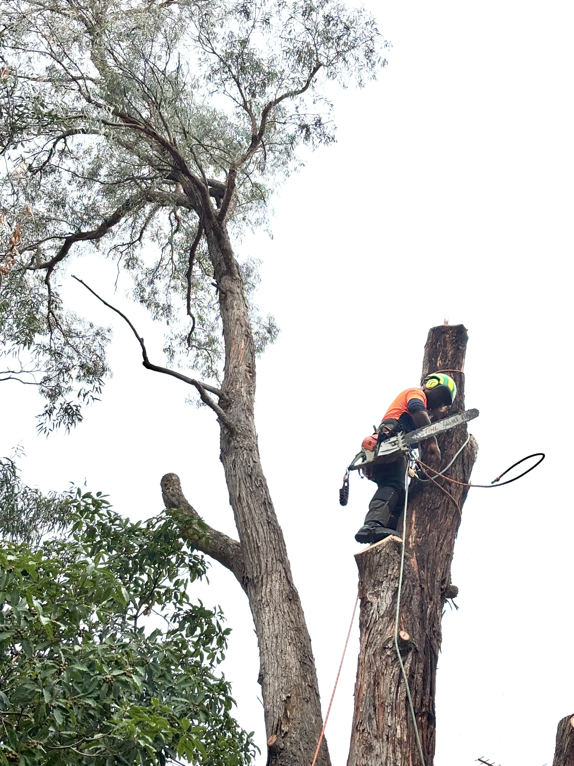 tree removal Beaumaris VIC