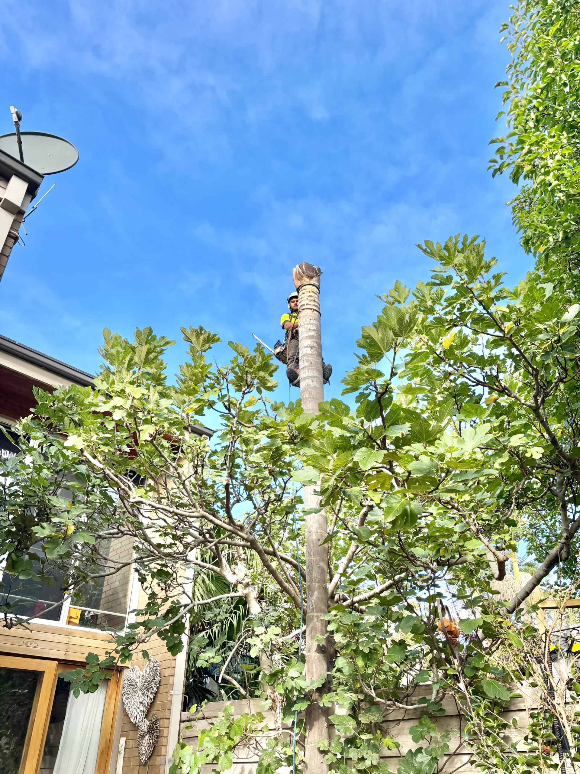 tree care service Black Rock