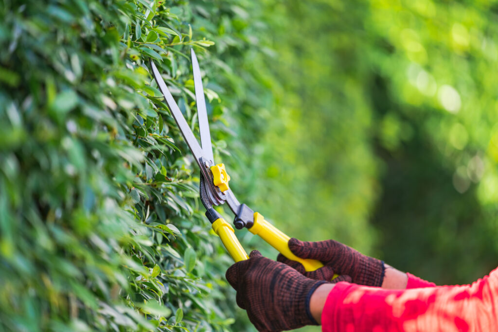 tree pruning in Melbourne