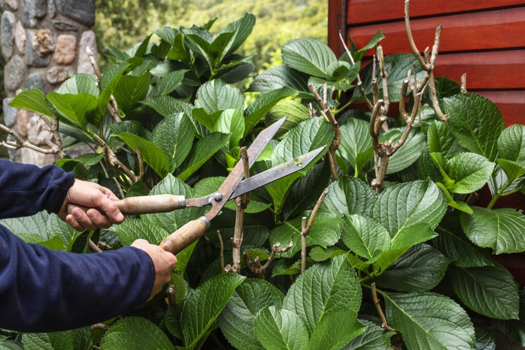 Tree Pruning in Melbourne
