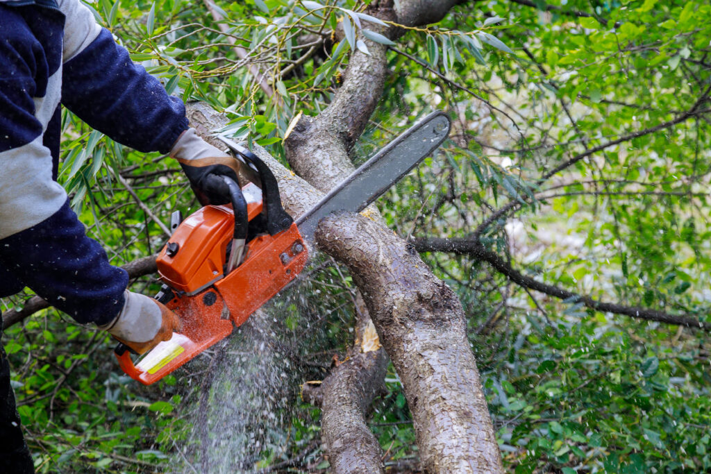 palm tree removal