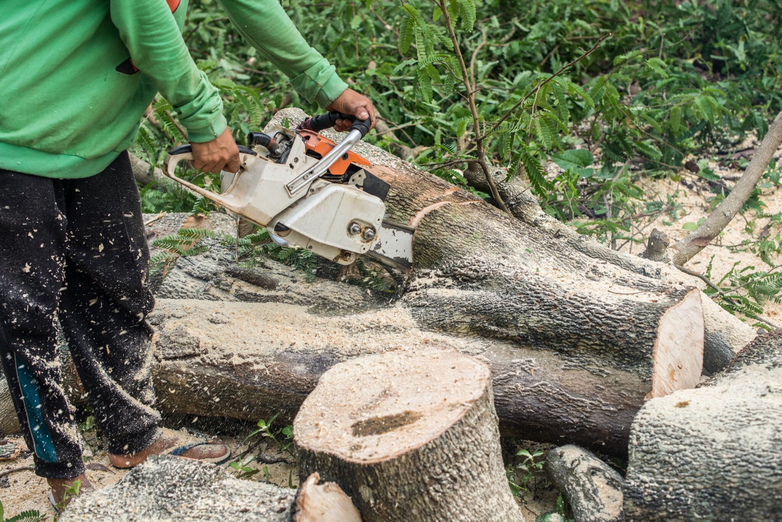 Do You Need Council Approval for Tree Pruning in Melbourne?