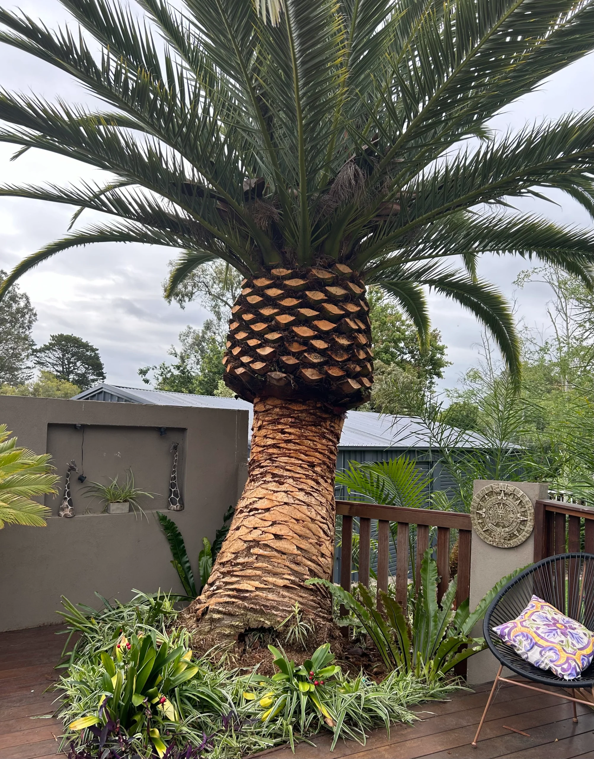 palm tree removal services in Melbourne