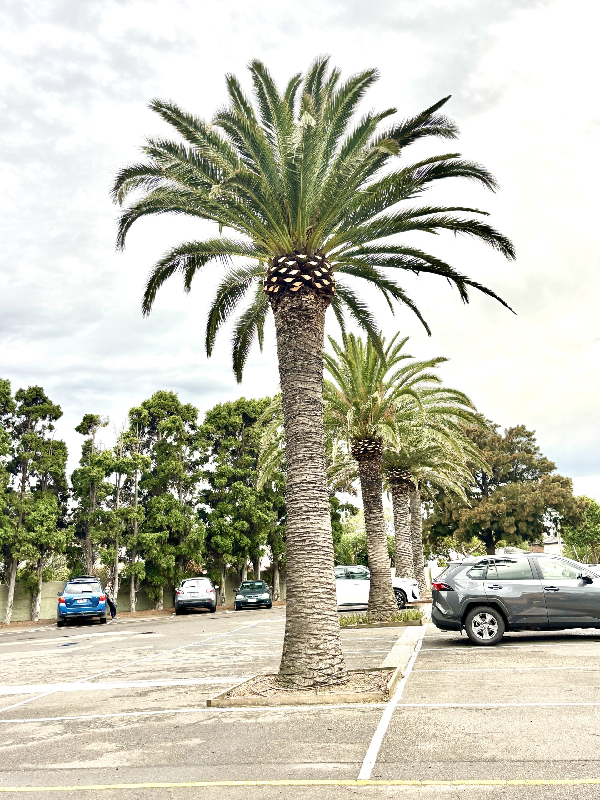 palm tree removal services