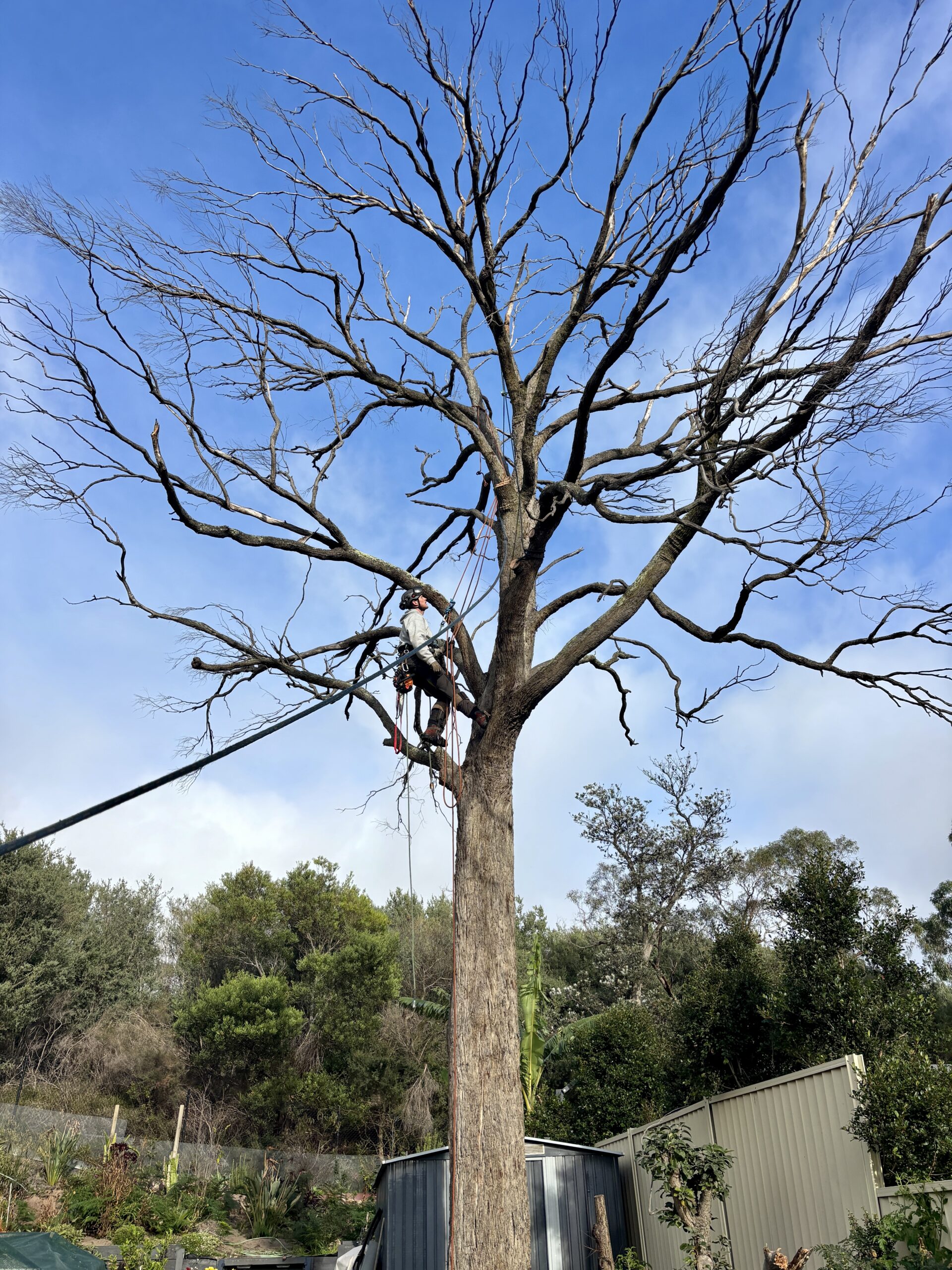 tree removal service being done in Melbourne