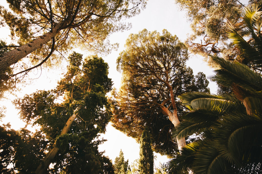 Boundary Canopy Trees