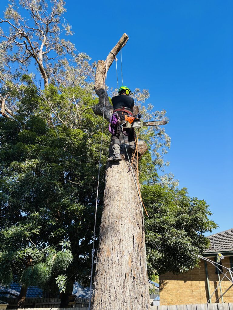 Emergency Tree Removal in Melbourne