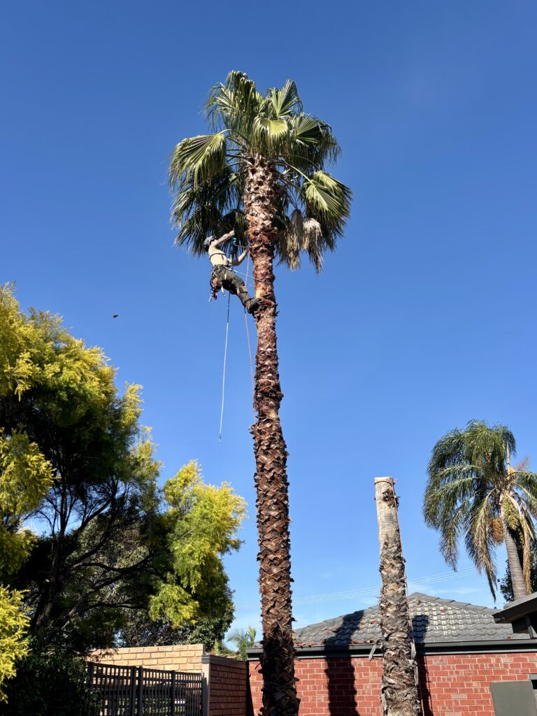 Palm Tree Pruning