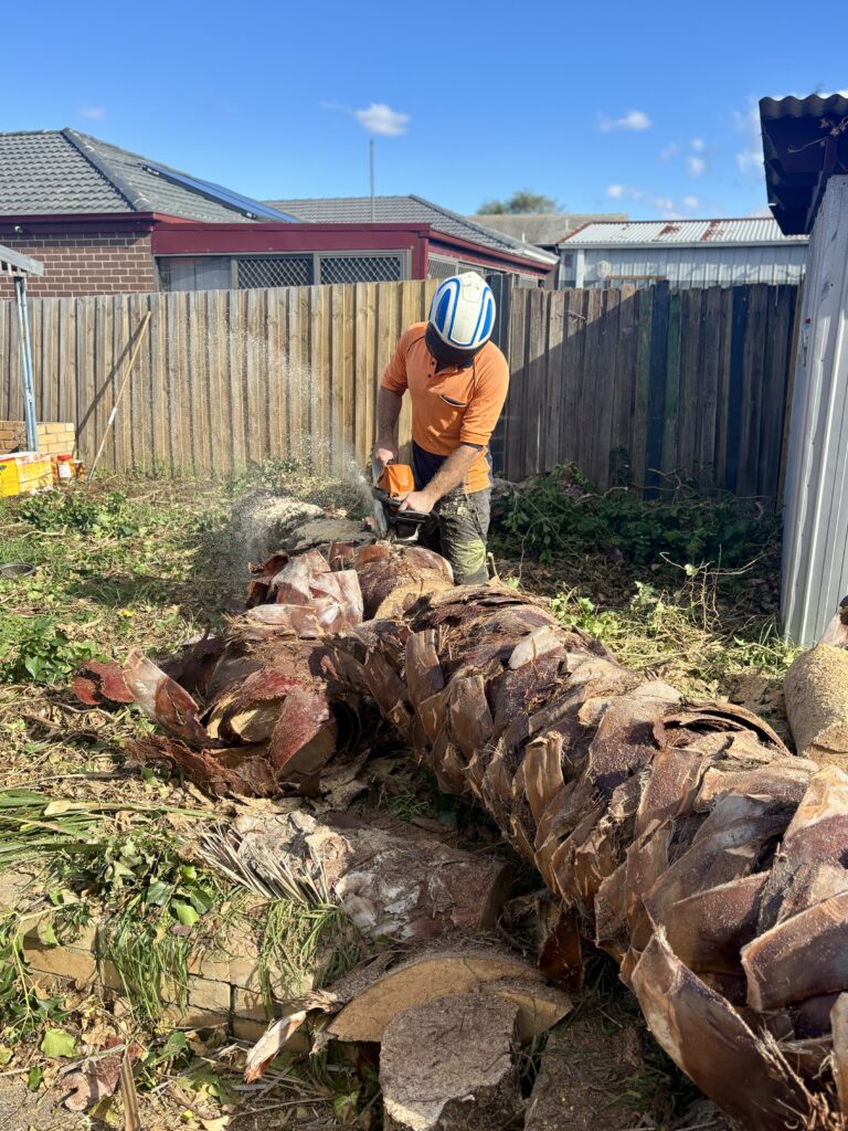 Dying Palm Tree