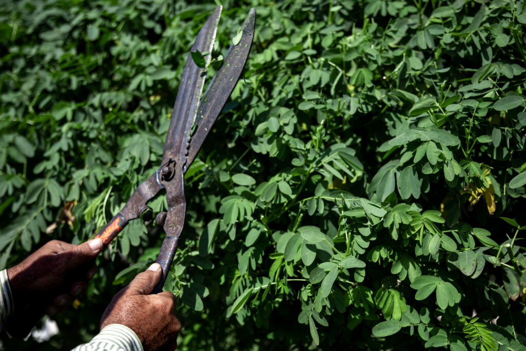 Tree Pruning Melbourne