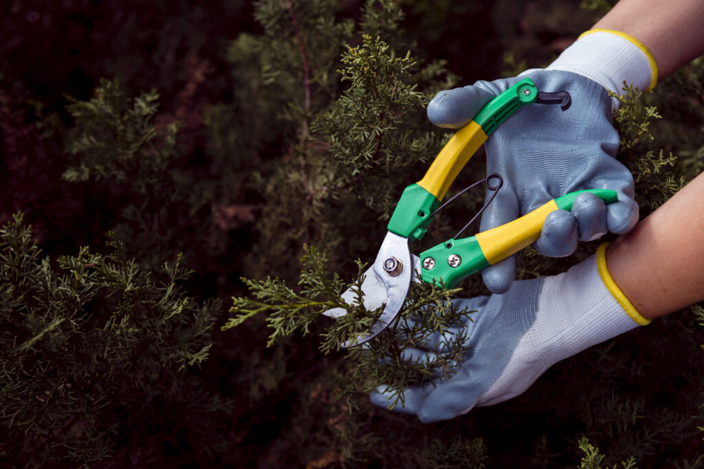 Tree Pruning in Melbourne