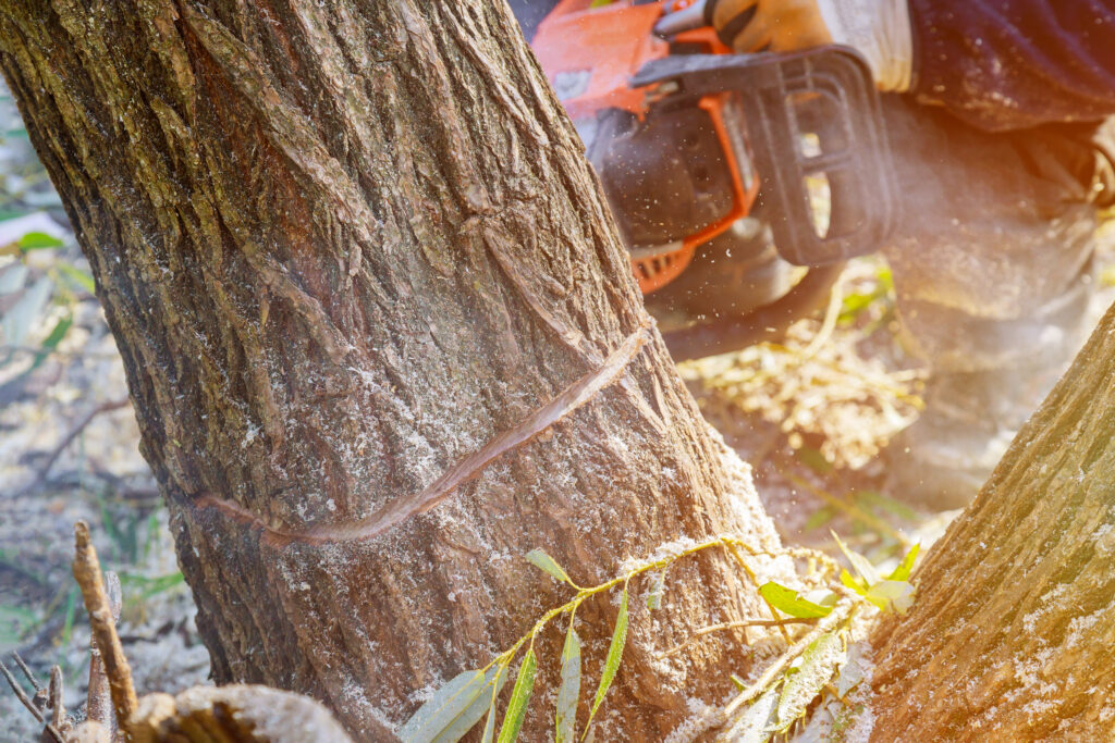 Tree Removals Melbourne