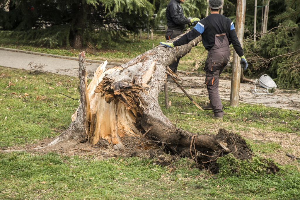 Tree Removal