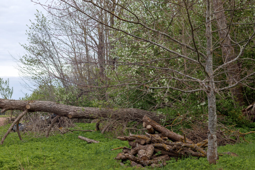 Trees Fail During Storms