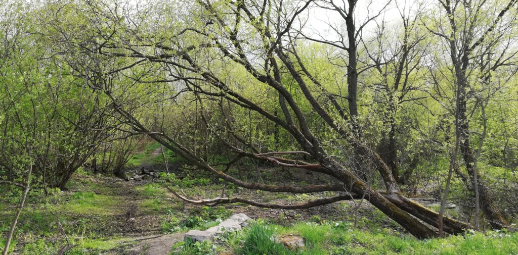 Tree Has Fallen