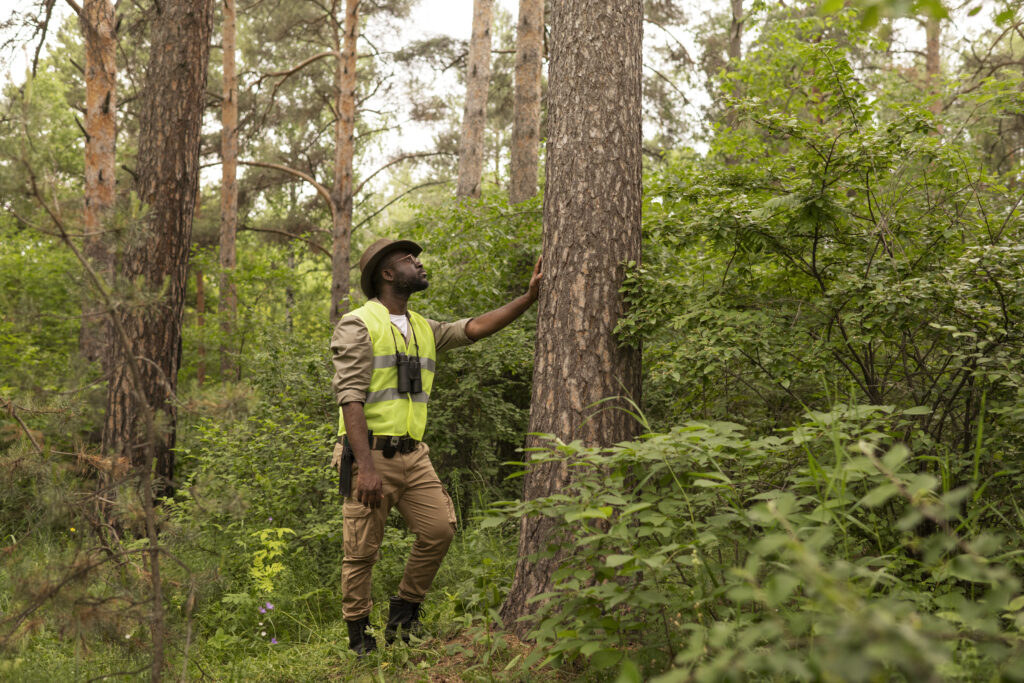 Tree Risk Assessment