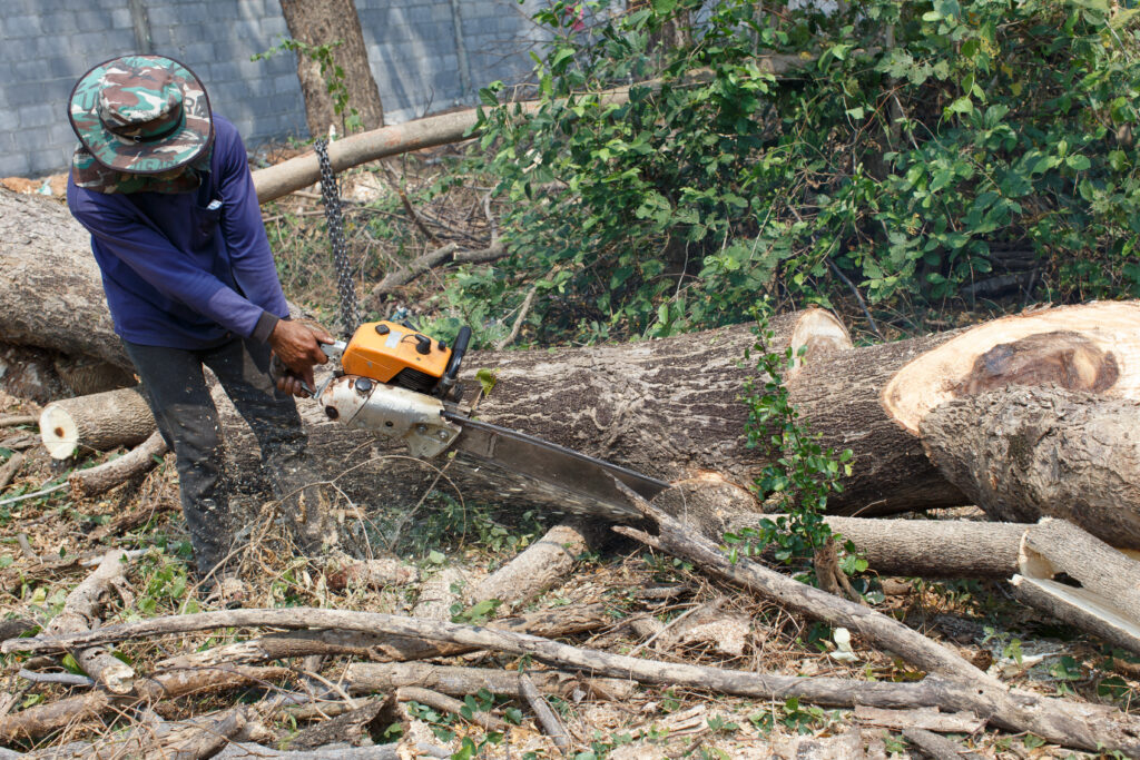 Tree Removal in Melbourne