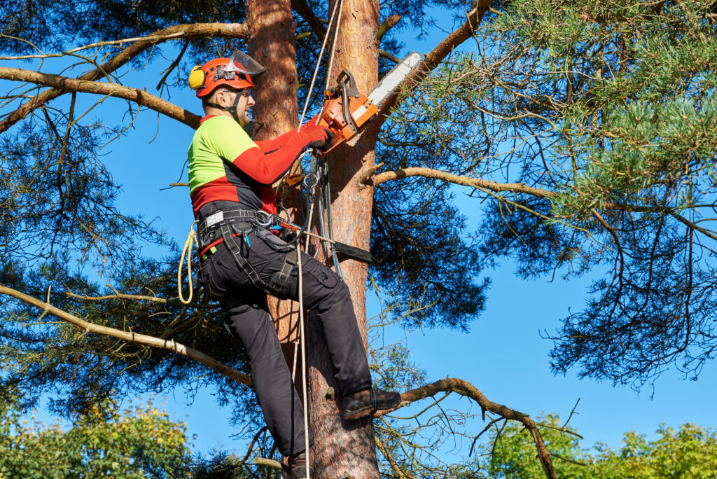 Arborist Melbourne