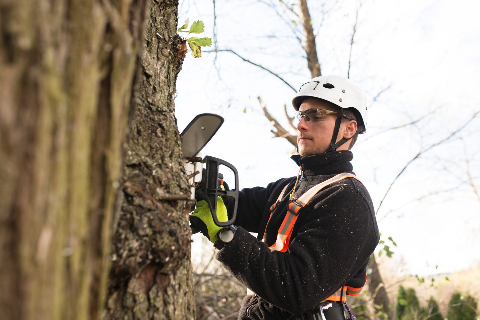 Arborist Services in Melbourne