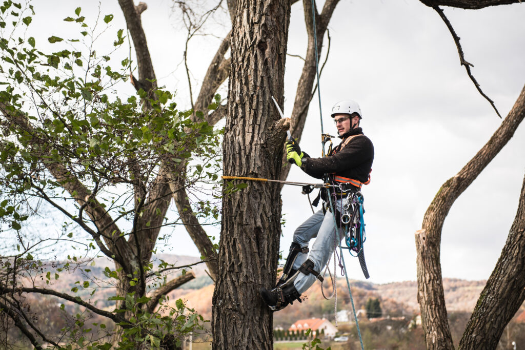 Arborist in Melbourne
