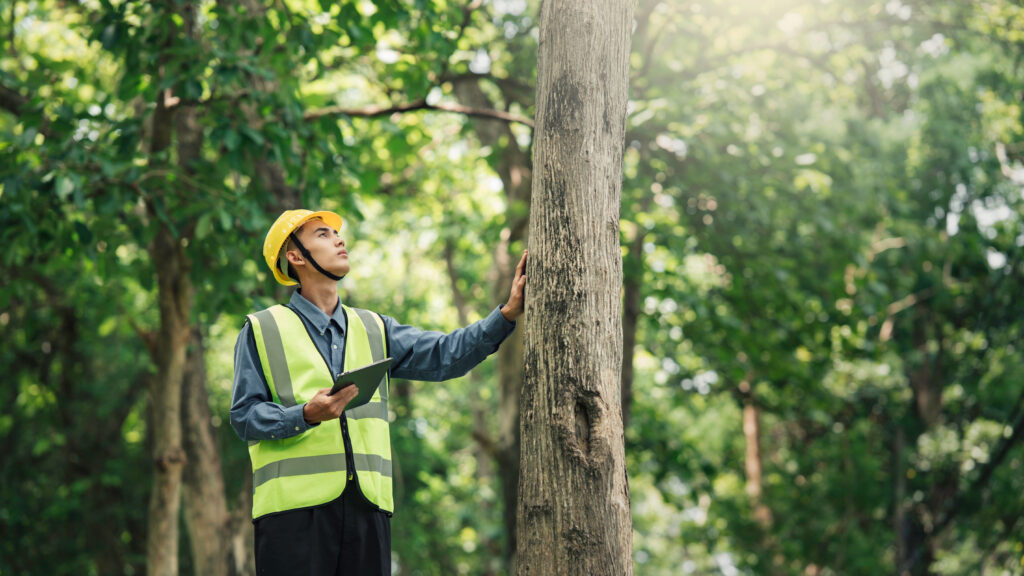 Arborist Report