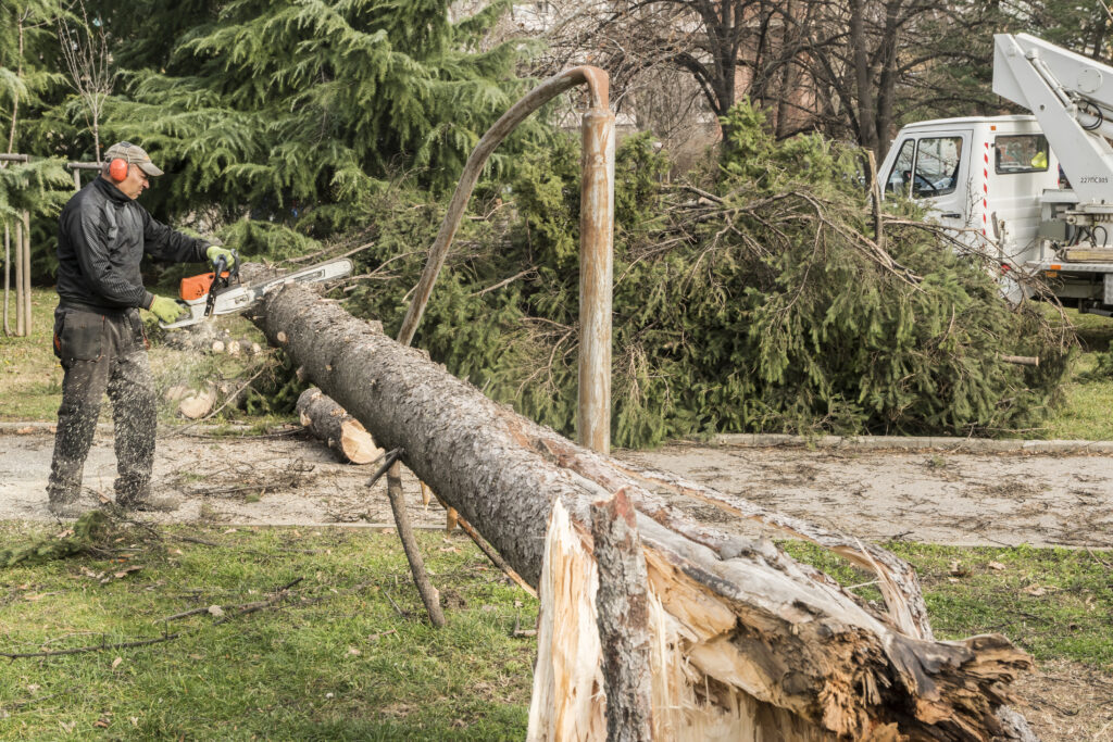 Tree Removal Melbourne