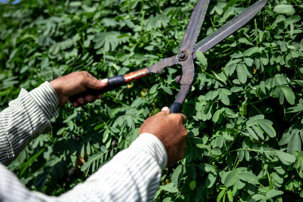 Arborist Services in Melbourne