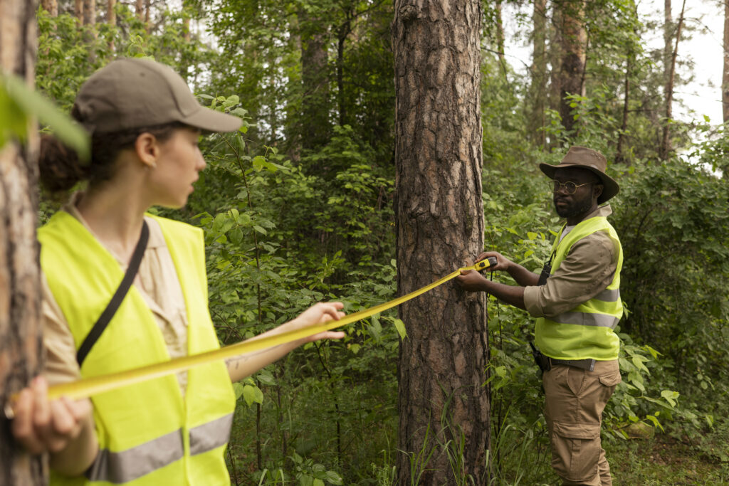 Arborist Consultation