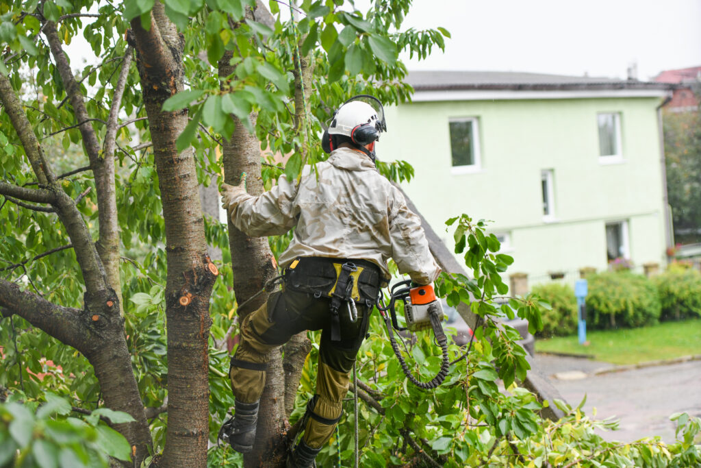 Arborist Services Melbourne