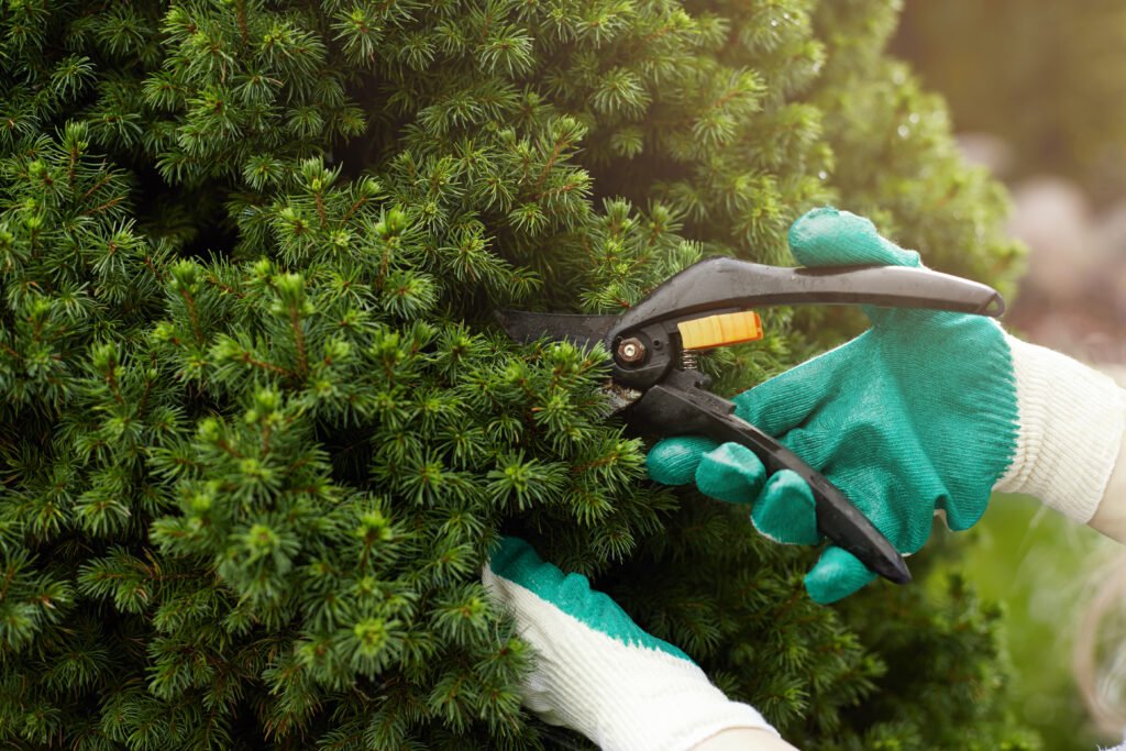 Arborist Pruning