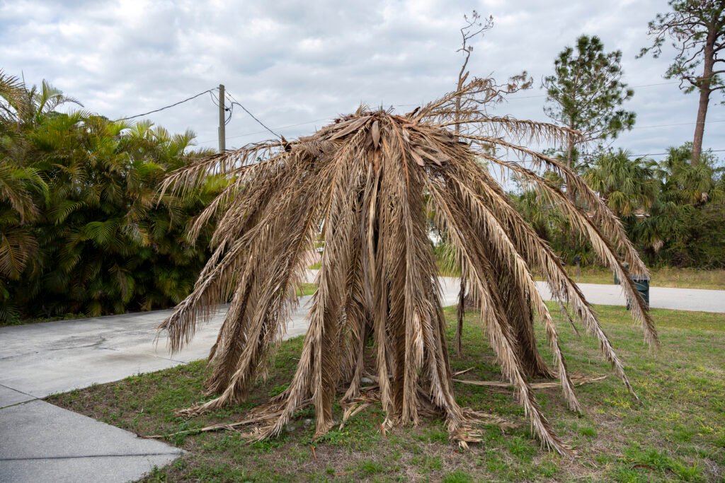 Dead Backyard Tree