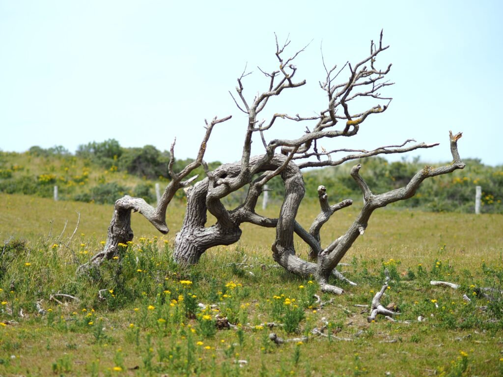 Dead Tree Standing
