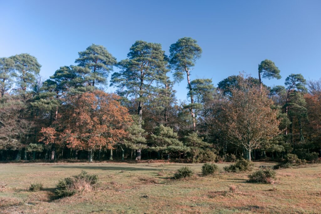 Native Trees for Melbourne