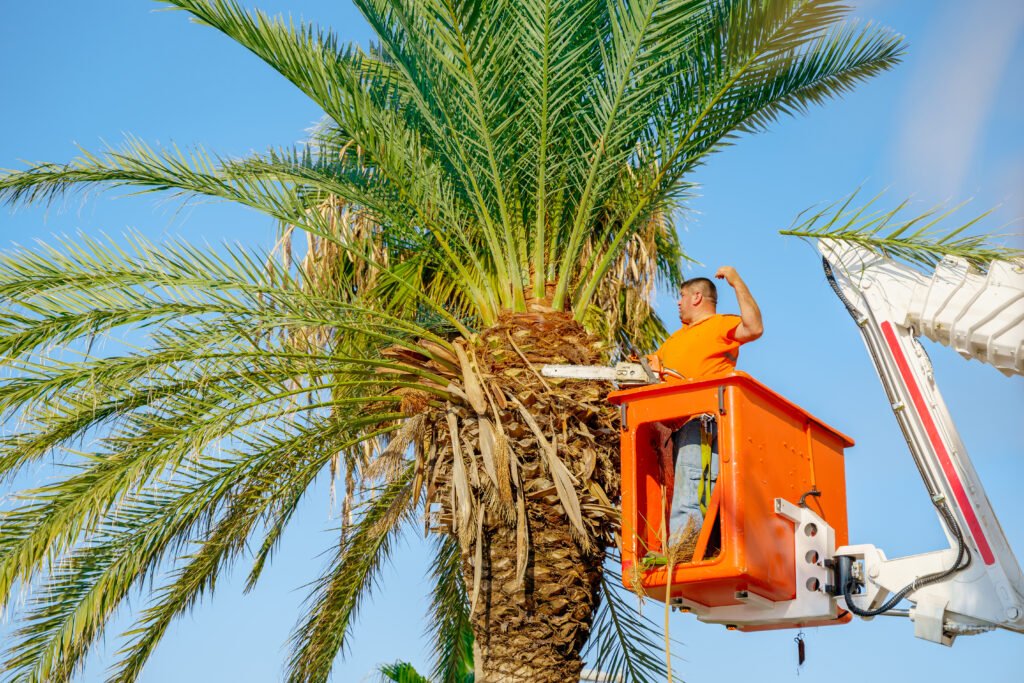 Palm Tree