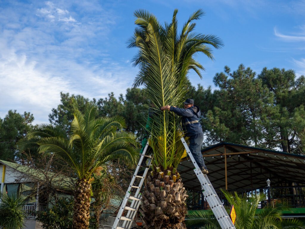 Palm Trees