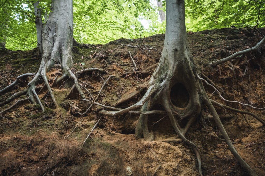 Roots During Construction