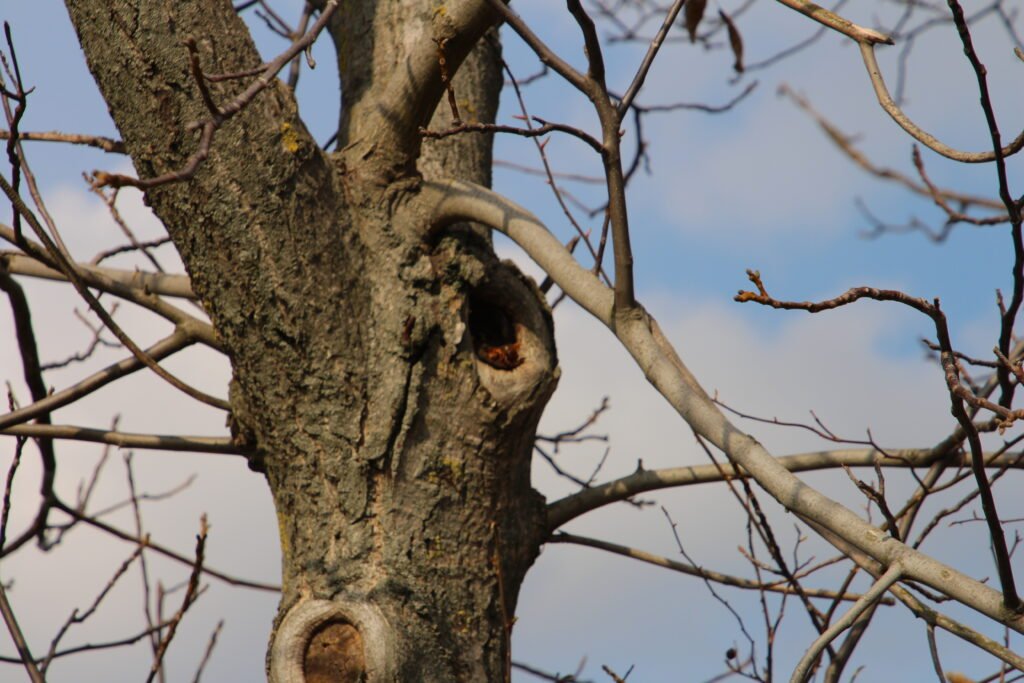 Tree Looks Dangerous
