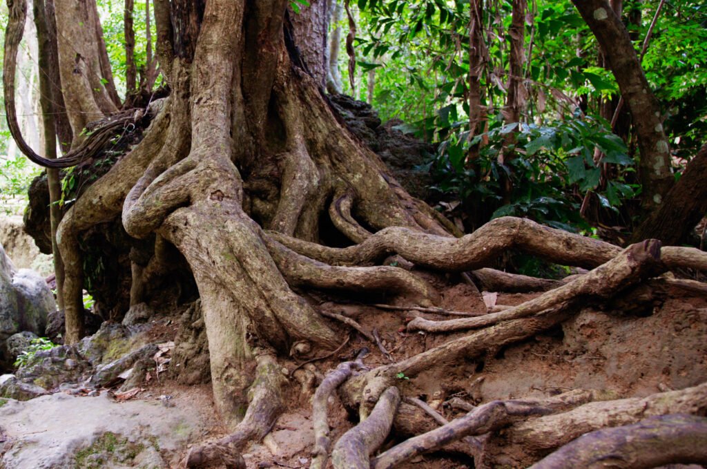 Tree Root Removal