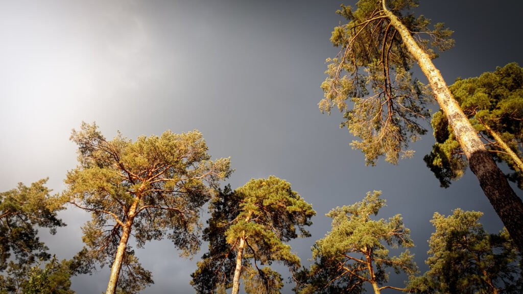 Weather Affects Tree Stability