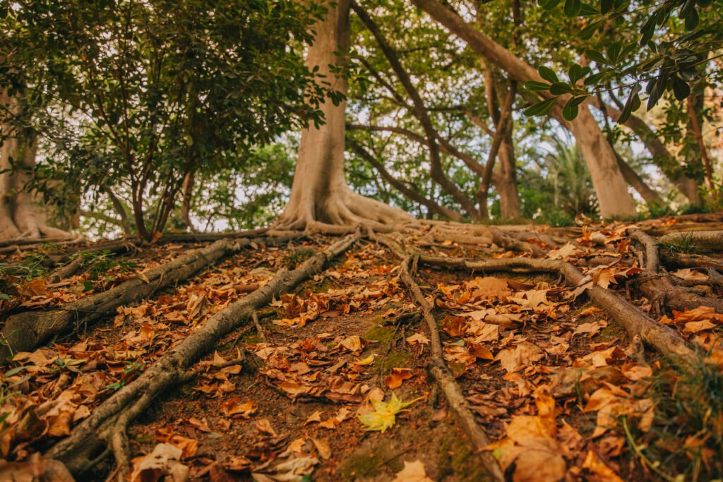 Tree Roots