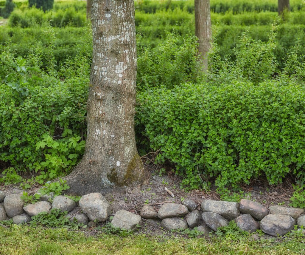 Backyard Tree