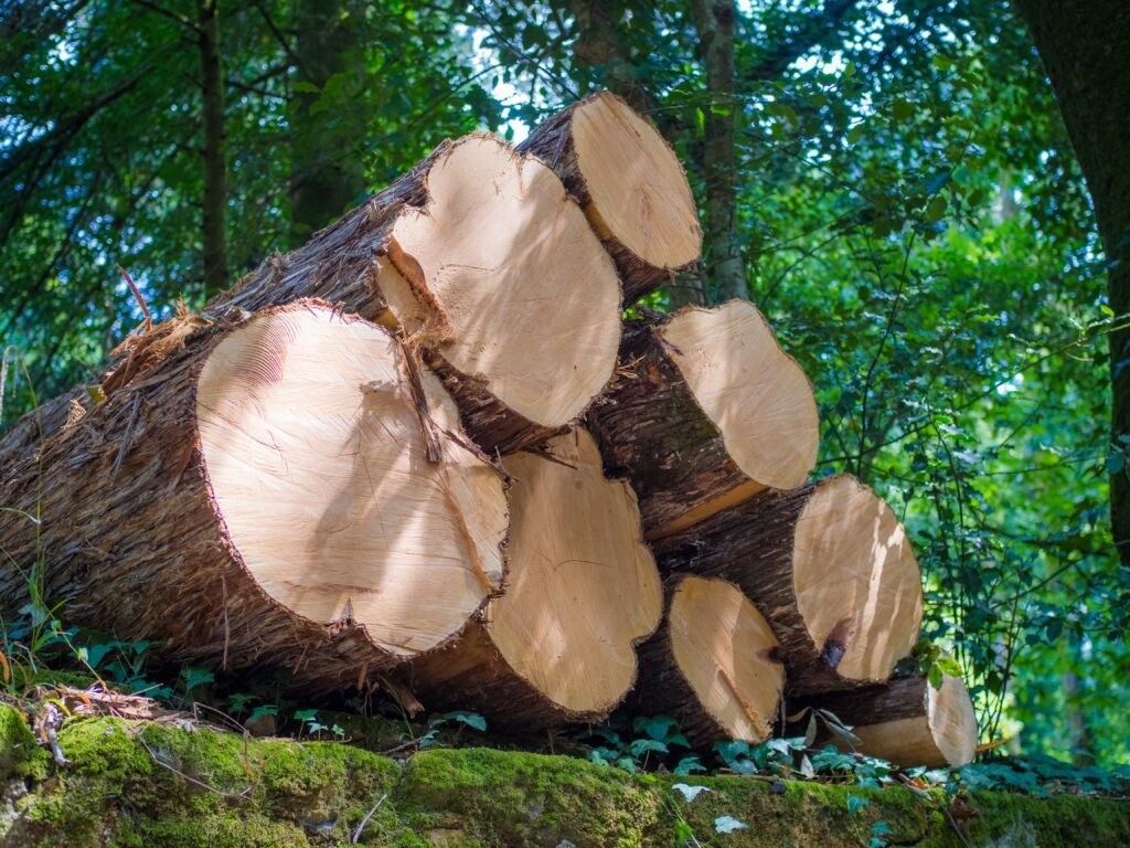 Tree Need to Be Removed