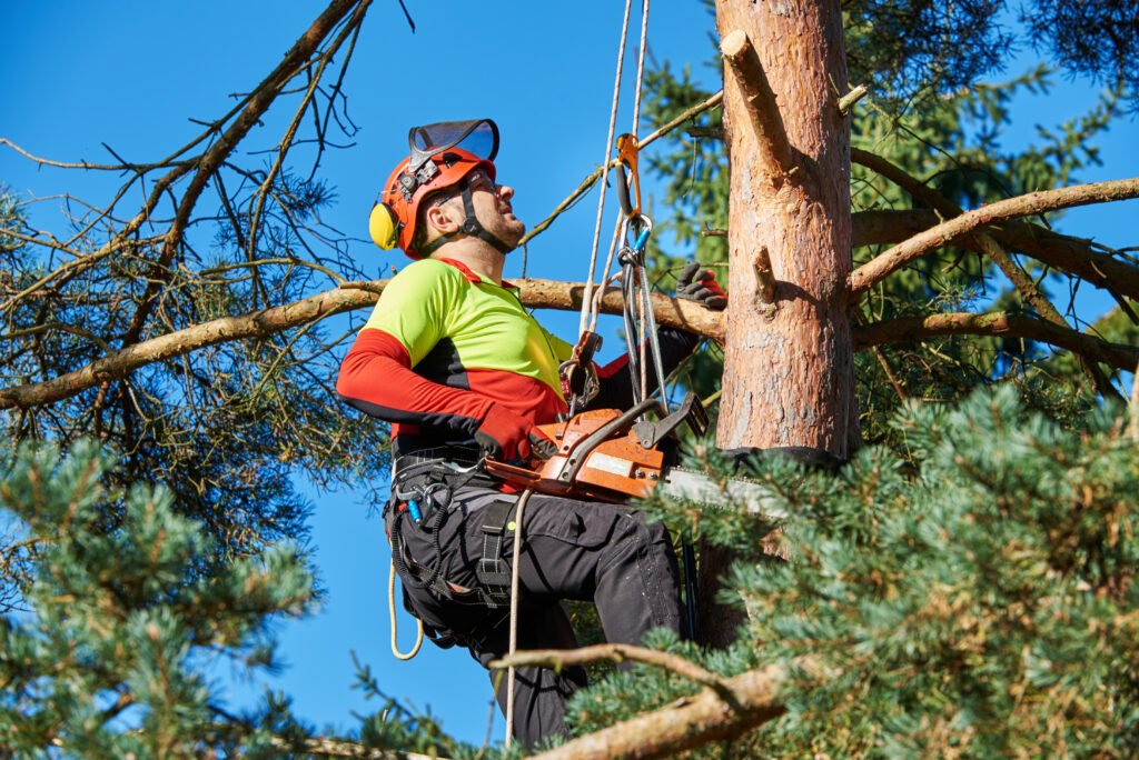 Hire an Arborist