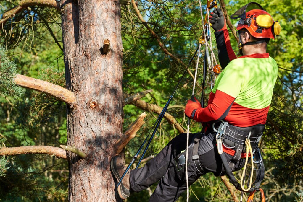 Arborist