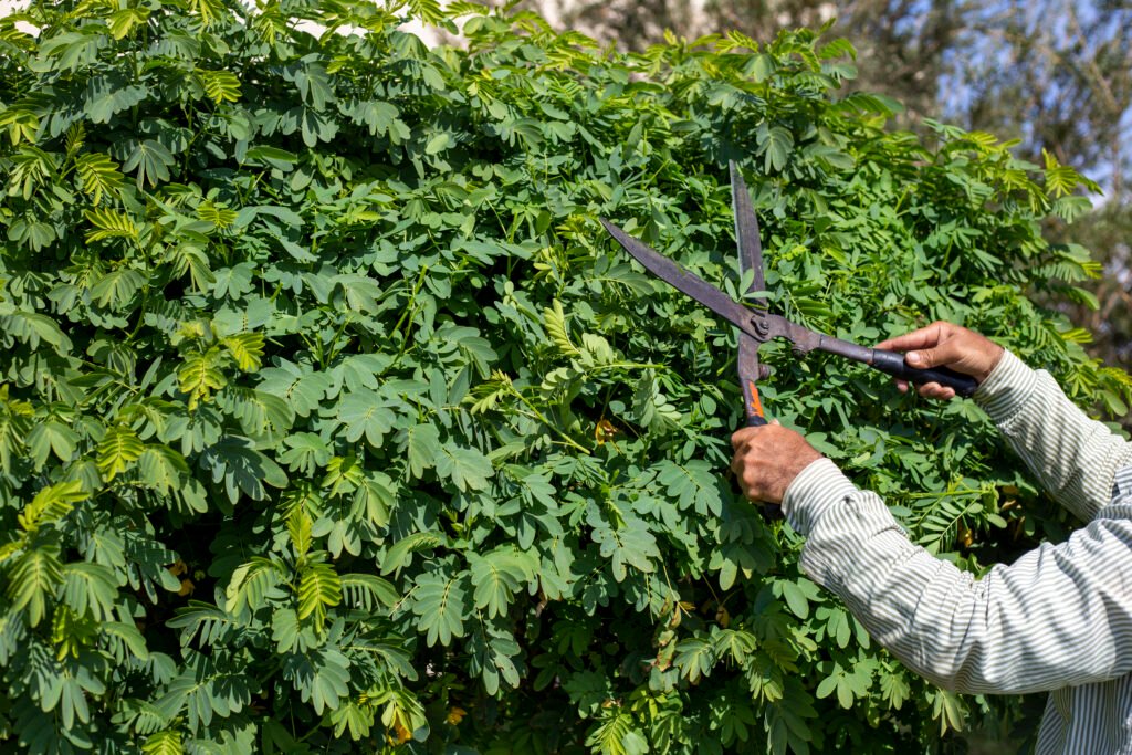 Pruning in Melbourne